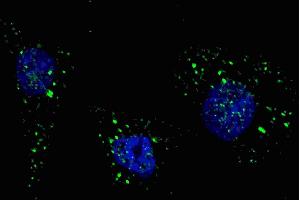 Fluorescent image of  cells stained with PI3KC3 (S34) antibody. (PIK3C3 抗体  (AA 14-39))