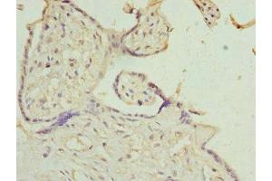 Immunohistochemistry of paraffin-embedded human placenta tissue using ABIN7156942 at dilution of 1:100 (IL9 Receptor 抗体  (AA 272-521))