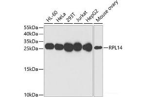 Western blot analysis of extracts of various cell lines using RPL14 Polyclonal Antibody at dilution of 1:1000. (RPL14 抗体)