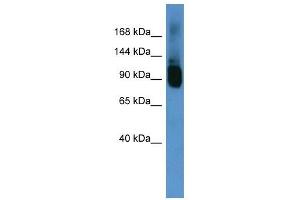 Western Blot showing Abcf1 antibody used at a concentration of 1-2 ug/ml to detect its target protein.