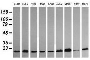 Image no. 1 for anti-HRas proto-oncogene, GTPase (HRAS) antibody (ABIN1498715) (HRAS 抗体)