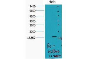 Western Blot (WB) analysis of HeLa, diluted at 1:2000. (Histone 3 抗体  (H3K79me2))