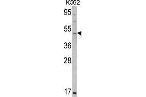 Western blot analysis of GATA2 Antibody (C-term) in K562 cell line lysates (35 µg/lane). (GATA2 抗体  (C-Term))
