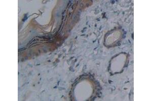 IHC-P analysis of Rat Tissue, with DAB staining. (DNASE1L2 抗体  (AA 32-229))
