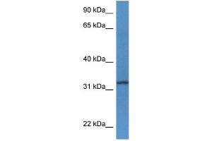 WB Suggested Anti-Tspan33 Antibody Titration: 1. (TSPAN33 抗体  (C-Term))