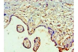 Immunohistochemistry of paraffin-embedded human placenta tissue using ABIN7160250 at dilution of 1:100