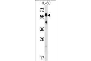 Western blot analysis in HL-60 cell line lysates (35ug/lane). (HSF4 抗体  (N-Term))
