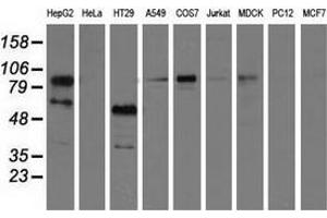 Western blot analysis of extracts (35 µg) from 9 different cell lines by using anti-PIK3AP1 monoclonal antibody. (PIK3AP1 抗体)