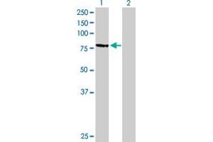 Western Blot analysis of MPP3 expression in transfected 293T cell line by MPP3 MaxPab polyclonal antibody. (MPP3 抗体  (AA 1-585))