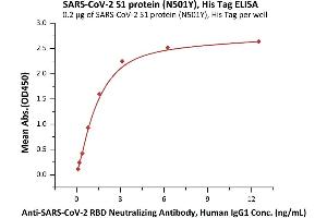 ELISA image for SARS-CoV-2 Spike S1 (N501Y) (Active) protein (His tag) (ABIN7013272)