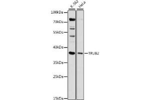Western blot analysis of extracts of various cell lines, using TRUB2 antibody (ABIN7271015) at 1:1000 dilution. (TRUB2 抗体  (AA 122-331))