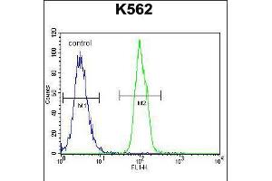 Flow cytometric analysis of K562 cells (right histogram) compared to a negative control cell (left histogram). (SFRP4 抗体  (C-Term))