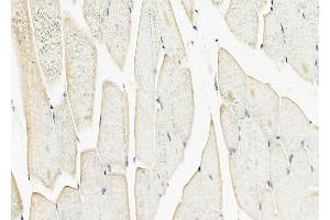 ABIN6264943 and ABIN6279841 at 1/100 staining Mouse muscle tissue by IHC-P.