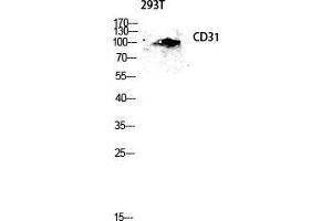 Western Blot (WB) analysis of 293T lysis using CD31 antibody. (CD31 抗体  (Thr224))