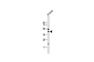 Anti-GOT1 Antibody (N-term) at 1:1000 dilution + human liver lysate Lysates/proteins at 20 μg per lane. (GOT1 抗体  (N-Term))