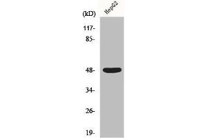 Western Blot analysis of HepG2 cells using Enolase Polyclonal Antibody (ENO2/NSE 抗体  (C-Term))