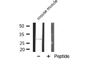 Western blot analysis of MRPL10 expression in mouse muscle lysate (MRPL10 抗体  (C-Term))