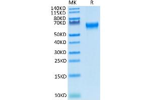 Cynomolgus/Rhesus macaque CD27 on Tris-Bis PAGE under reduced condition. (CD27 Protein (AA 20-191) (Fc Tag))