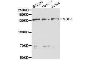 Western blot analysis of extracts of various cell lines, using MSH3 antibody. (MSH3 抗体  (AA 617-761))