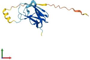 Protein Structure (PS) image for Von Hippel-Lindau Tumor Suppressor-Like (VHLL) (AA 1-139) protein (His tag) (ABIN7545031)