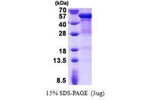 Figure annotation denotes ug of protein loaded and % gel used. (KRT20 蛋白)