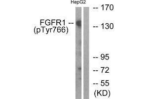 Western blot analysis of extracts from HepG2 cells, treated with EGF (200ng/ml, 30mins), using FGFR1 (Phospho-Tyr766) antibody. (FGFR1 抗体  (pTyr766))