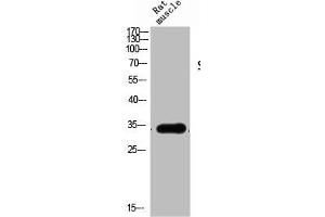 Western Blot analysis of RAT-MUSCLE cells using Siah-1/2 Polyclonal Antibody (SIAH1/2 抗体  (Internal Region))