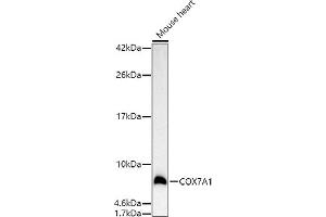 Western blot analysis of extracts of Mouse heart, using COX7 antibody (4721) at 1:500 dilution. (COX7A1 抗体  (AA 1-79))