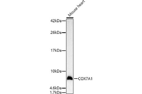COX7A1 抗体  (AA 1-79)