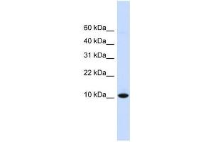 DDT antibody used at 1 ug/ml to detect target protein.