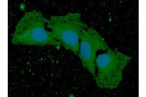 ICC/IF analysis of BMP8b in HaLe cells. (BMP8B 抗体  (AA 264-402))
