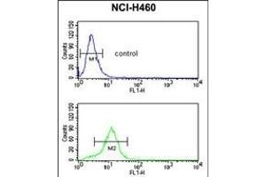 ESRRB Antibody (Center) (ABIN653004 and ABIN2842636) flow cytometric analysis of NCI- cells (bottom histogram) compared to a negative control cell (top histogram). (ESRRB 抗体  (AA 275-305))