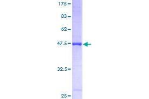 Image no. 1 for Reticulon 4 (RTN4) (AA 1-199) protein (GST tag) (ABIN1318969)