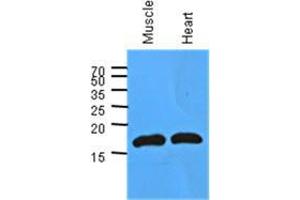 Image no. 2 for anti-Myoglobin (MB) (AA 1-154), (N-Term) antibody (ABIN953585) (Myoglobin 抗体  (N-Term))