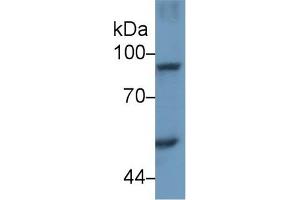 Western Blotting (WB) image for anti-Signal Transducer and Activator of Transcription 4 (STAT4) (AA 505-737) antibody (ABIN7443809)