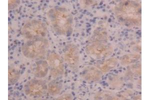 Detection of PIGR in Human Stomach Tissue using Polyclonal Antibody to Polymeric Immunoglobulin Receptor (PIGR) (PIGR 抗体  (AA 462-561))