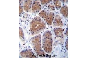MID1IP1 Antibody (N-term) (ABIN656689 and ABIN2845926) immunohistochemistry analysis in formalin fixed and paraffin embedded human stomach tissue followed by peroxidase conjugation of the secondary antibody and DAB staining. (m1ip1 抗体  (N-Term))