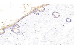 Detection of KL in Rat Skin Tissue using Polyclonal Antibody to Klotho (KL) (Klotho 抗体  (AA 517-956))