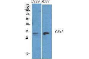 Western Blot (WB) analysis of specific cells using Cdk2 Polyclonal Antibody. (CDK2 抗体  (C-Term))