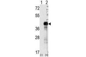 Image no. 2 for anti-SRY (Sex Determining Region Y)-Box 2 (SOX2) (N-Term) antibody (ABIN357437) (SOX2 抗体  (N-Term))