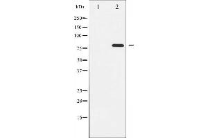 Western blot analysis of PKC theta phosphorylation expression in PMA treated Jurkat whole cell lysates,The lane on the left is treated with the antigen-specific peptide. (PKC theta 抗体  (pSer676))
