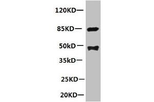 All lanes: Mouse anti-human Platelet-activating factor acetylhydrolase monoclonal Antibody at 1 μg/mL Lane 1:mouse spleen tissue Secondary:HRP labeled Goat polyclonal to Mouse IgG at 1/3000 dilution Predicted band size : 48kd Observed band size : 44kd Additional bands at: 85kd (PLA2G7 抗体)