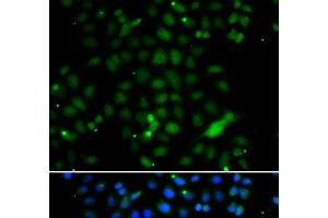 Immunofluorescence analysis of A549 cells using ELF4 Polyclonal Antibody (Elf4 抗体)