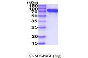 SDS-PAGE (SDS) image for Membrane Metallo-Endopeptidase (MME) (AA 52-750) protein (His tag) (ABIN7281274) (MME Protein (AA 52-750) (His tag))