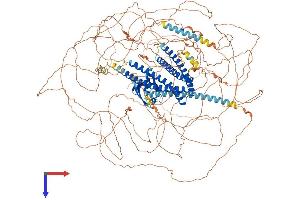 Shroom Family Member 4 (SHROOM4) (AA 1-1493) protein (His tag)