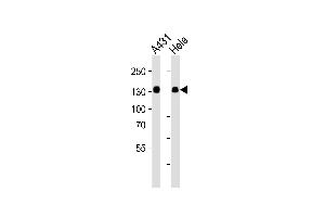 Western blot analysis of lysates from A431, Hela cell line (from left to right), using GTF2I Antibody at 1:1000 at each lane. (GTF2I 抗体  (C-Term))