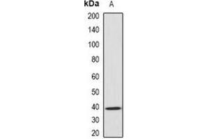 Western blot analysis of GNAO1 expression in mouse brain (A) whole cell lysates. (GNAO1 抗体)