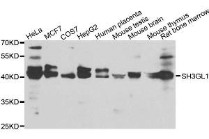 Western blot analysis of extracts of various cell lines, using SH3GL1 antibody. (SH3GL1 抗体)