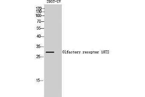 Western Blotting (WB) image for anti-Olfactory Receptor, Family 10, Subfamily T, Member 2 (OR10T2) (C-Term) antibody (ABIN3176475) (OR10T2 抗体  (C-Term))