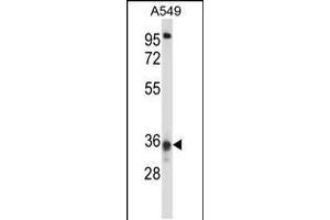 Western blot analysis in A549 cell line lysates (35ug/lane). (CCDC50 抗体  (AA 86-114))